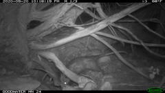 Didelphis virginiana