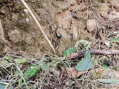 Carabus lineatus lateralis