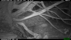 Didelphis virginiana