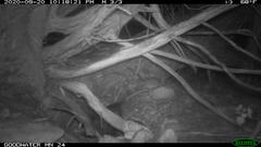 Didelphis virginiana
