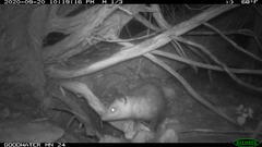 Didelphis virginiana