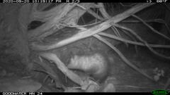 Didelphis virginiana