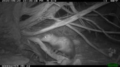 Didelphis virginiana