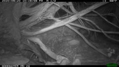 Didelphis virginiana