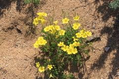 Oxalis copiosa
