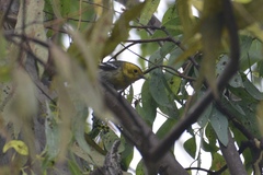 Setophaga townsendi × occidentalis