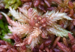 Sphagnum magellanicum