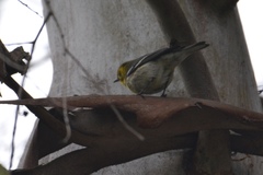 Setophaga townsendi × occidentalis