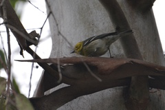 Setophaga townsendi × occidentalis