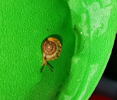 Gastropoda