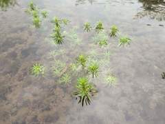 Pogostemon deccanensis