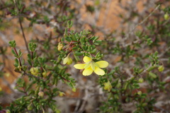 Roepera spinosa