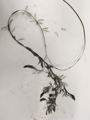 Myriophyllum sibiricum