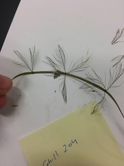 Myriophyllum sibiricum