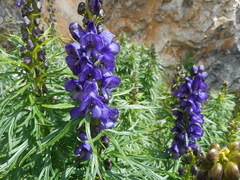 Aconitum tauricum