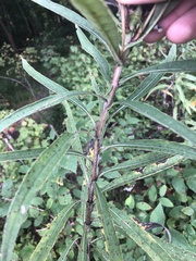 Helianthus verticillatus