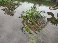 Pogostemon deccanensis