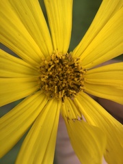 Helianthus verticillatus