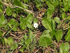 Jaborosa integrifolia