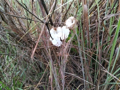 Escobedia grandiflora