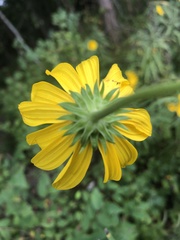 Helianthus verticillatus