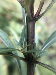 Helianthus verticillatus