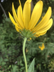 Helianthus verticillatus