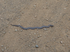 Crotalus pricei