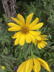 Helianthus verticillatus