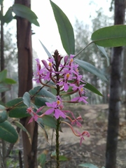 Epidendrum arachnoglossum