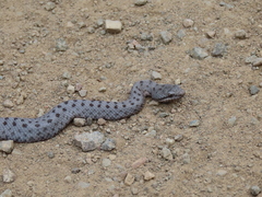 Crotalus pricei