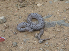 Crotalus pricei