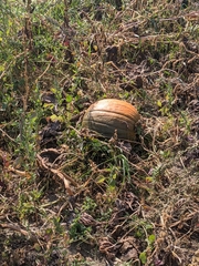 Cucurbita maxima maxima