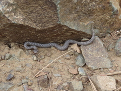 Crotalus pricei