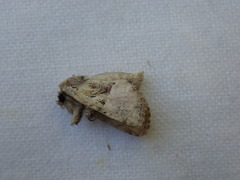 Meropleon diversicolor