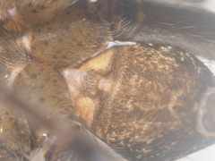 Dolomedes mizhoanus