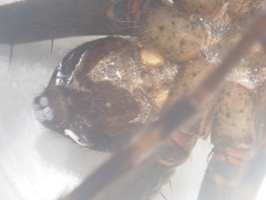 Dolomedes mizhoanus