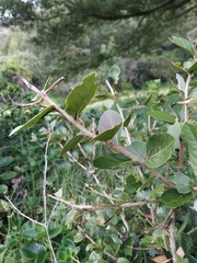 Xylosma spiculifera