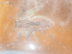 Dendrolycosa