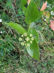 Viburnum
