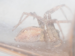 Dendrolycosa