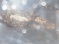 Dendrolycosa