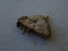 Meropleon diversicolor