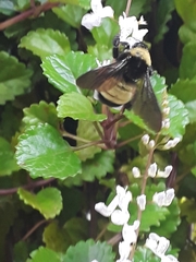 Bombus pensylvanicus