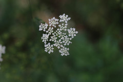 Pimpinella major