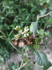Verbesina centroboyacana