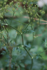 Pimpinella major