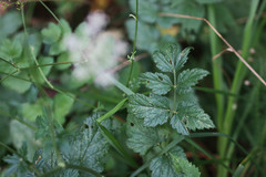 Pimpinella major
