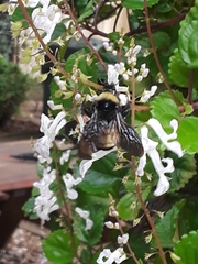 Bombus pensylvanicus