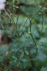 Pimpinella major